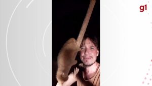 URGENTE: Tamanduá RARO é Flagado em Ação SURPREENDENTE na Estrada de Porto Velho!