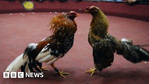 GALOS COMETEM CRIME CHOCANTE: 12 TIROS E PRISÕES EM MASSA NO EQUADOR!