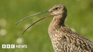 Choque em Orkney: Stoats Eliminados em Massacre Salvam as Curlews!