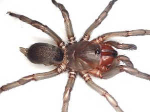 Revolução Arácnida: 55 Novas Espécies de Aranhas do Desejo Desbravam o Desconhecido!