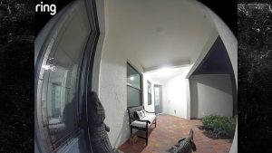 Jacarés Gigantes Invadem Casa de Famoso na Flórida: Vídeo Bomba Revela o Que Ninguém Esperava!