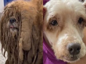 Vítima de Crueldade: Cão Scooby Sobrevive e Encontra Novo Lar – Saiba Tudo!