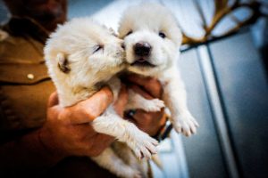 Impacto Assombroso: Empresa Americana Revive Lobos Diretos Extintos!