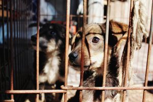 Alerta Máximo: Crueldade Animal Revela Segredos Sinistros sobre Abusos Humanos – Terapia em Cheque!