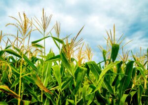 Prepare-se: Milho de Iowa Pode Colapsar em 4 de Julho! O Que Isso Significa para Sua Estratégia de SEO!