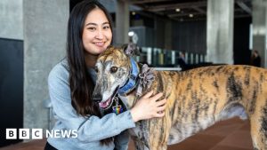 Escócia em Chamas: A Verdadeira Guerra Para Banir as Corridas de Galgos!