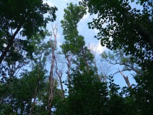 Revolução Verde: Luz e Microclima em Florestas Podem Salvar os Carvalhos da Extinção!