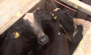 Escândalo: Brasil Lucra Com Gado Vivo Enquanto Maus-Tratos Chocam o Mundo!