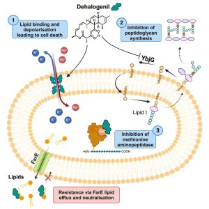Revolução Científica: Antibióticos Naturais Desvendam Mecanismo Secreto para Combater Superbactérias!