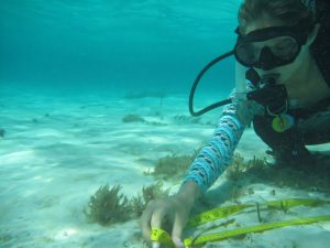 Choque na Ciência: A Seagrass Desafia as Mudanças Climáticas e Revela uma Resiliência Surpreendente!