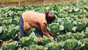 Revolução Verde em Ruanda: Sementes à Prova de Clima Desafiam o Futuro da Agricultura!