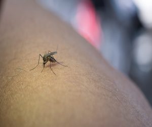 ALERTA EXTREMO: CRESCIMENTO EXPLOSIVO de DENGUE em Jundiaí IMPREVISÍVEL! Prepare-se para Abril e Maio!