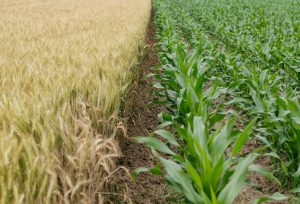 Bioterrorismo Bacteriano: A Química Oculta Que Neutraliza as Defesas das Plantas!