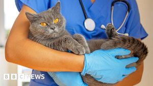 Veterinários em Crise: Pressão Intensa para Lucrar a Todo Custo!