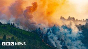 CHAMADO URGENTE: Incêndios Devastadores Ameaçam Rara Vida Selvagem com EXTINÇÃO IMINENTE!