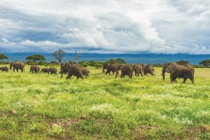 Terra em Chamas: Como a atividade do Manto Moldou o Destino de Elefantes, Girafas e Humanos!