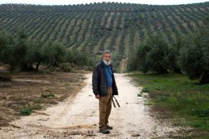 Oliveiras Centenárias em Perigo: O Império Solar que Pode Destruir o Patrimônio da Espanha!