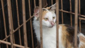 🚨 ALERTA CHOCANTE: Doação de Sangue Animal é Crime! Descubra a Verdade Sombria por Trás da Exploração Lucrativa! 🐾💔