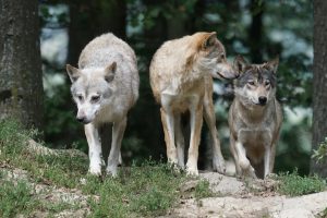 RETORNO DOS LOBOS NA CALIFORNIA: O CONFLITO COM OS PECUARISTAS CHEGA AO PONTO CRÍTICO!