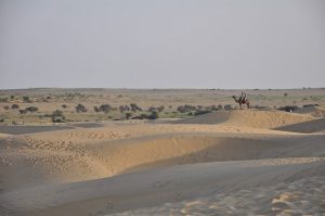 Deserto em Revolução: A Surpreendente Efeito do Aquecimento Global e da Intervenção Humana na Floresta do Thar!