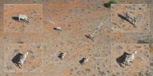 Revolução Aérea: Drones Gêmeos Prometem Desvendar Segredos Ocultos da Ecologia!