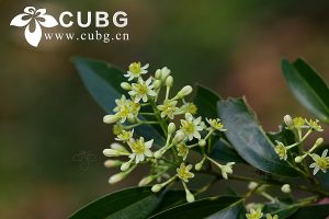Ciência em Choque: Genômica Revoluciona Estudo da Lauraceae – Prepare-se para a Verdade Desconcertante!