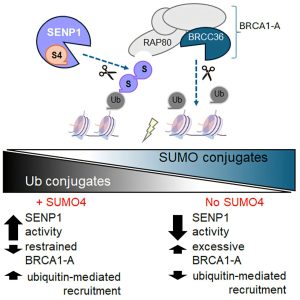 Descoberta Explosiva: A Chave Secreta do SUMO4 que Pode Transformar o Tratamento do Câncer!