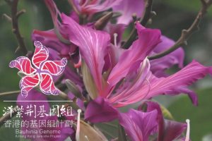 Descoberta Chocante: O Genoma Revela As Raízes Híbridas da Icônica Árvore Orquídea de Hong Kong!