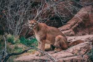 ALERTA: Primeira Aparição do Puma em Condado do Texas Abala Cientistas!