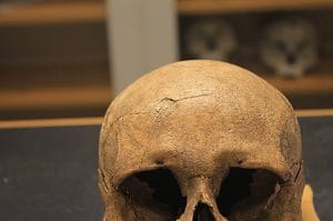 Vikings: A Era de Sangue! Descubra os Guerreiros mais Brutais da História!