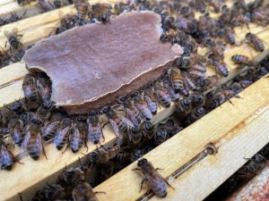 Revolução Impecável! Novo Alimento Substituto do Pólen Pode Salvar as Abelhas da Extinção!