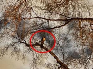 Famosa Arara Choca ao Gritar ‘F*-se’ e Só é Resgatada com Rolo de Cigarros!