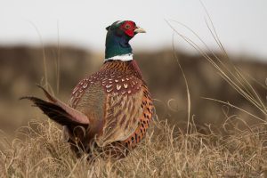 Alerta Científico: Carrapatos Mortais! Doença de Lyme Espalha-se em Áreas de Pheasants!