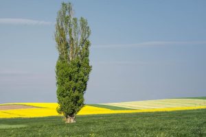 Revolução Verde: O Impacto Astronômico da Nova Era na Indústria Madeireira!