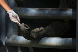 Após 30 Anos de Cativeiro, Elefante Revolucionário Encontra Liberdade em Refúgio Brasileiro!