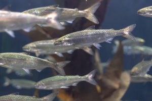 Água Contaminada: Drogas Transformam Salmões em Caçadores Imprudentes!