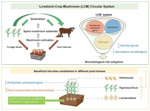 Mushrooms: A Revolutionary Weapon Against Farm Waste and Antibiotic Resistance!