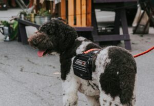Inteligência Artificial Surpreende: Máquinas Selecionam Filhotes de Cães para Serviço Melhor Que Humanos!