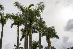 Floridians em Pânico: Custos de Seguro Disparam e Levantam Alerta Vermelho!