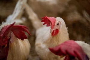 Alerta Vermelho: Análise Estatística Revela Que a Fertilidade das Galinhas Está em Queda Livre!