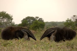 Inédito e Surpreendente: Biólogo Capta Momento Explosivo da Cópula de Tamanduás-Bandeira no Pantanal!
