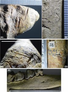 Descoberta Explosiva: Marcas de Corte em Fósseis Comprovam que nossos Ancestrais Habitavam a Romênia Há 1,95 Milhão de Anos!