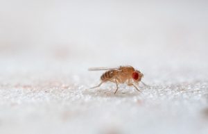 FRUTAS, SONO E PARASITAS: A CHOCADEIRA DOS MOSQUITOS QUE DESAFIA A EVOLUÇÃO!