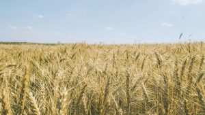<p><strong>"Brasil Prepare-se: A Revolução do Trigo Que Pode Cortar 38% da Pegada de Carbono e Agitar a Política!"</strong></p>