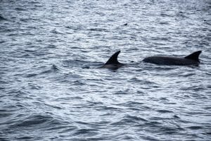 Mortes de Golfinhos no Reino Unido: O Impacto Assustador do Aquecimento Global e Tóxicos nos Oceanos!