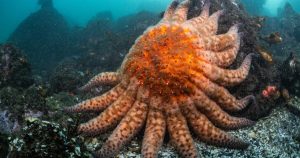 Descubra Como a Estrela do Mar do Girassol Pode Salvar as Florestas de Algas da Califórnia – Uma Batalha Climática Explosiva!