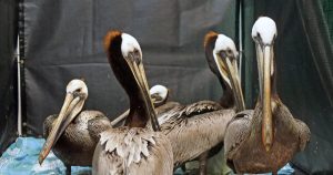 Pelicanos em Perigo: Algas Tóxicas Transformam Califa em Zona de Catástrofe!
