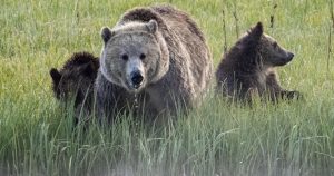 Retorno Chocante: Urgente Reintrodução do Urso Grizzly da Califórnia Pode Desencadear a Revolução da Política Ambiental!