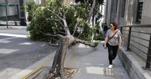 Vândalos Motosserra Destruindo Verde em LA: O Que a Política Não Quer Que Você Veja!