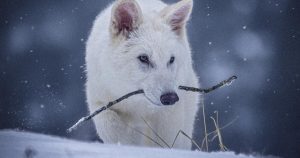 Desmascarando o Lobo Terrível: Especialistas Revelam a Verdade Chocante sobre o Brea Tar Pit!